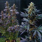 Zwei Bilder zeigen Black Lebanon Cannabis Pflanze vom Super Sativa Seed Club, links volle Pflanze, rechts dichte lilafarbene Knospen