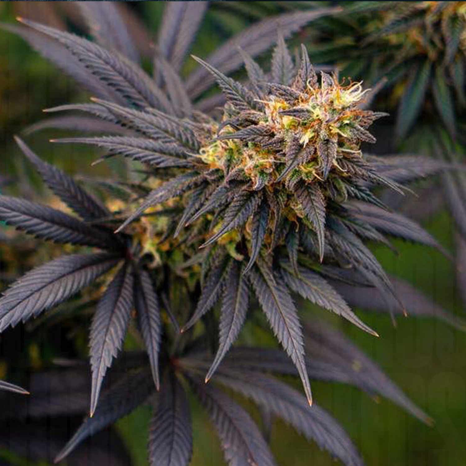 Nahaufnahme einer reifen Black Lebanon Cannabis Pflanze von Super Sativa Seed Club mit grünen und lila Blättern und frostigen Knospen