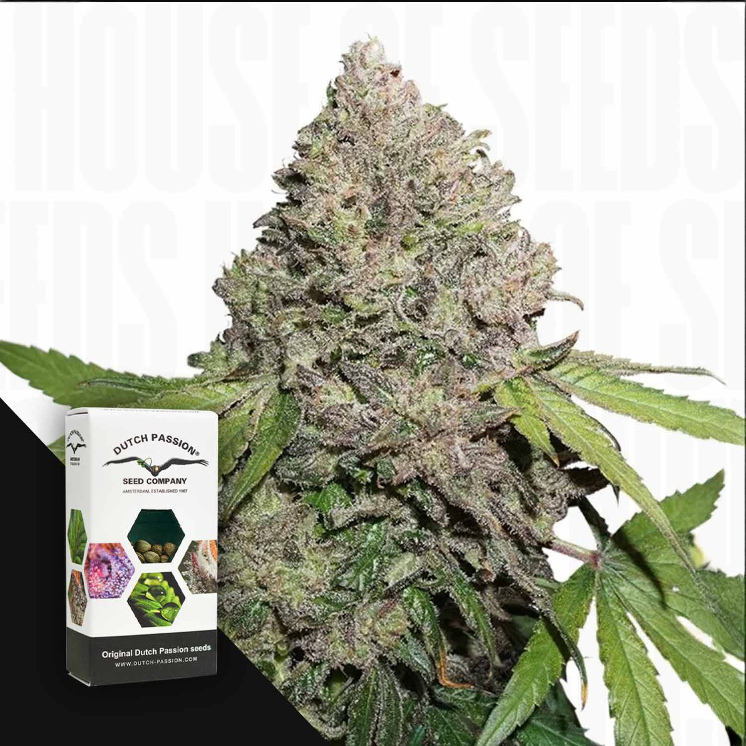 DP-CA-0