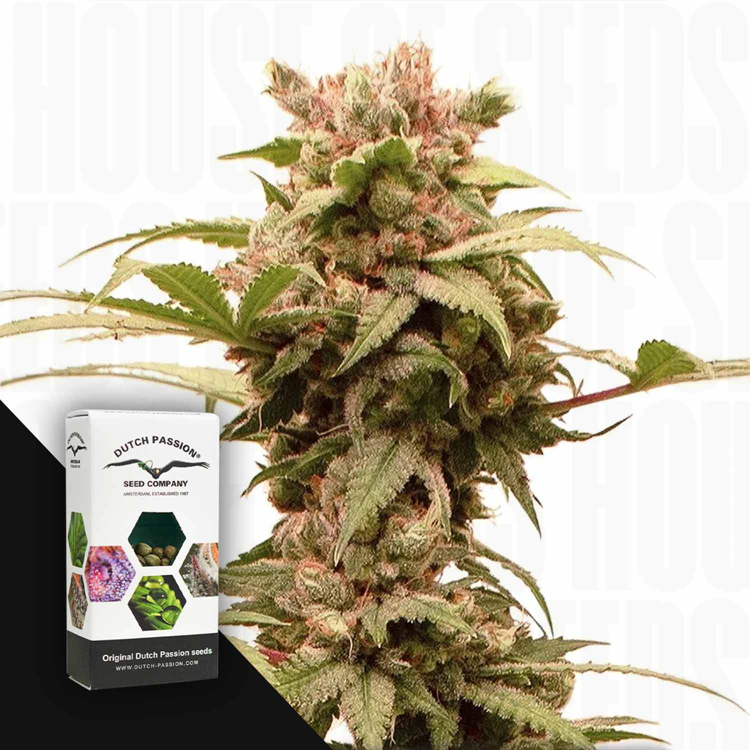 Eine Nahaufnahme einer Cannabispflanze neben einer Auto CBG-Force Samenpackung von Dutch Passion.