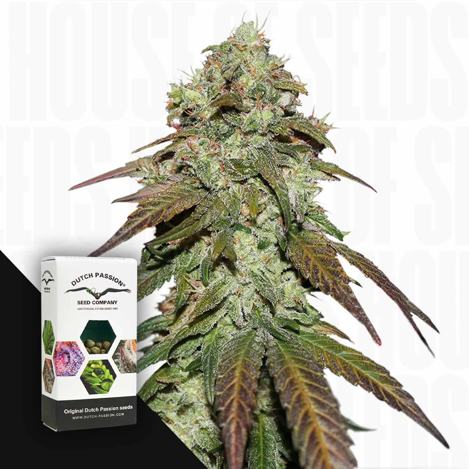 Eine Nahaufnahme von CBD Mazar-Knospen neben einer Dutch Passion-Box.