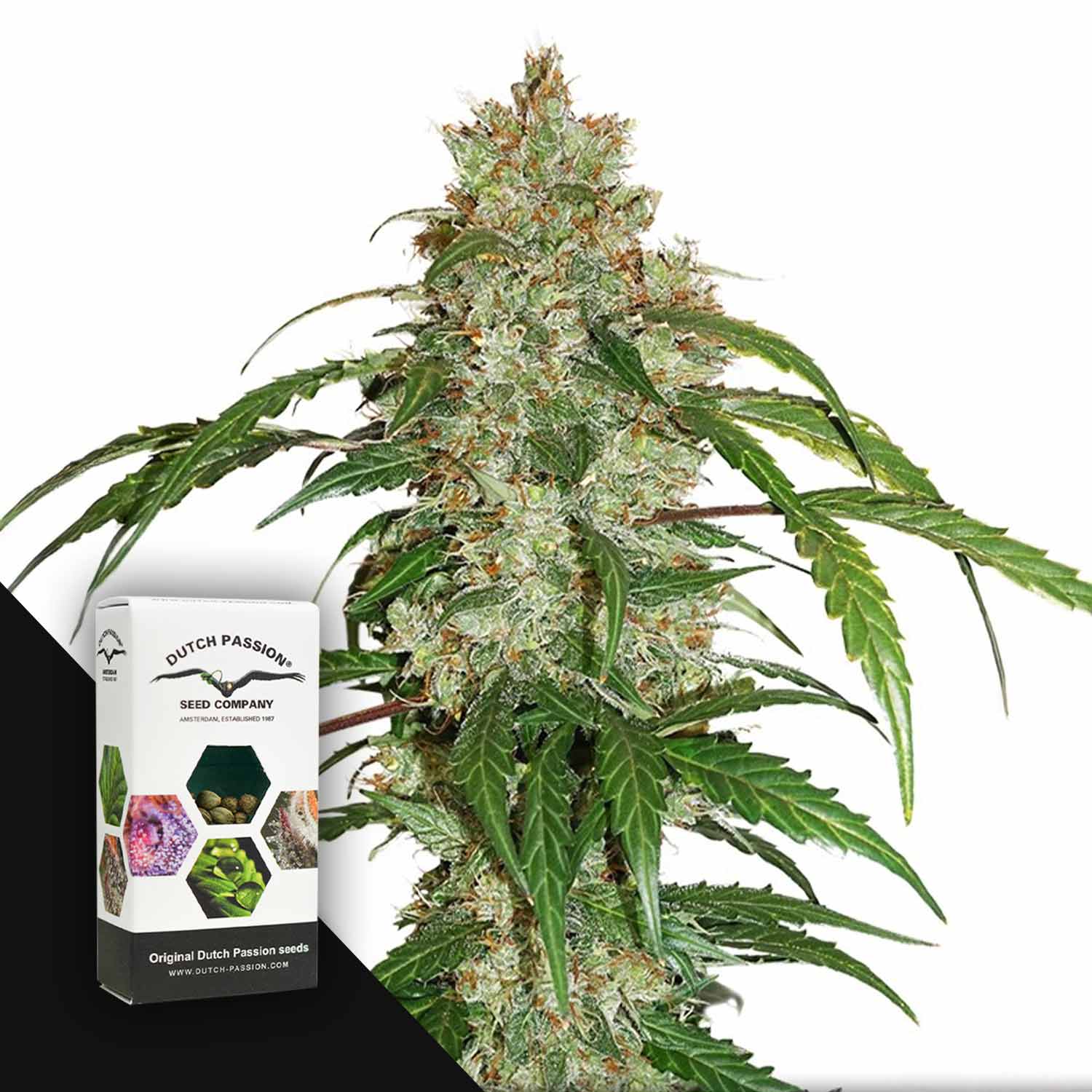 Nahaufnahme von CBD Auto White Widow Knospen; Dutch Passion Samenpaket in der unteren linken Ecke sichtbar.