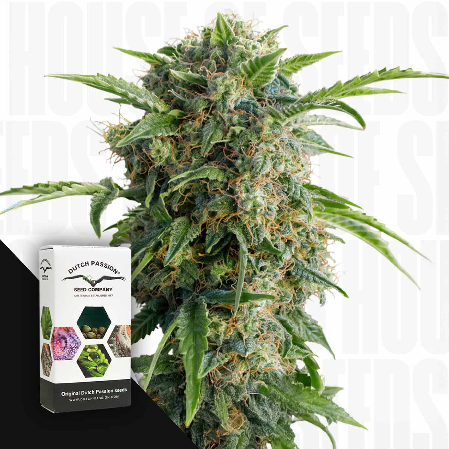 Eine Nahaufnahme einer Auto Daiquiri Lime Cannabis-Pflanze neben einer Dutch Passion-Samenpackung.