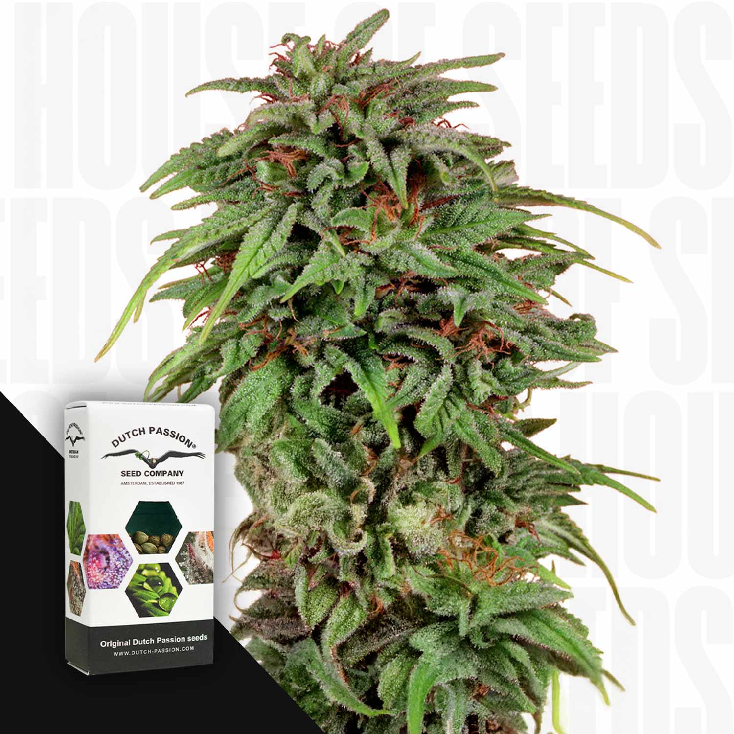 Nahaufnahme von dichten Durban Poison Knospen mit grünen Blättern und lila Highlights neben Dutch Passion Verpackung