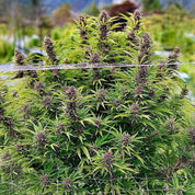 Reife Frisian Dew Cannabis Pflanze von Dutch Passion mit grünen Blättern und violetten Knospen