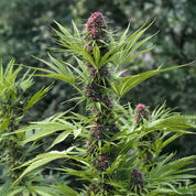 Hohe Frisian Dew Cannabis Pflanze von Dutch Passion mit schlanken grünen Blättern und dichten lilafarbenen Knospen