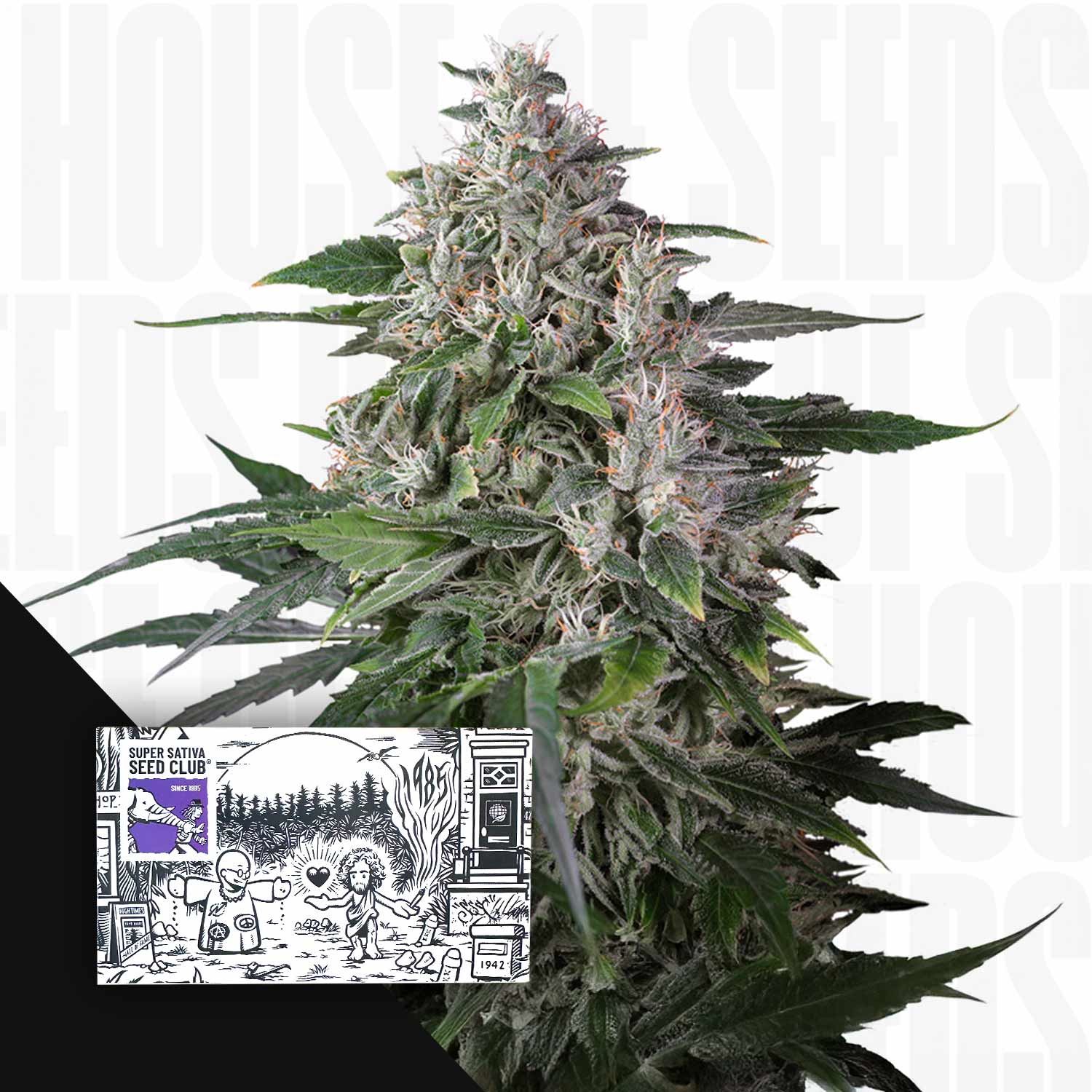 Nahaufnahme einer dichten Karels Haze Cannabis Pflanze mit frostigen Trichomen, Super Sativa Seed Club Samenpackung links