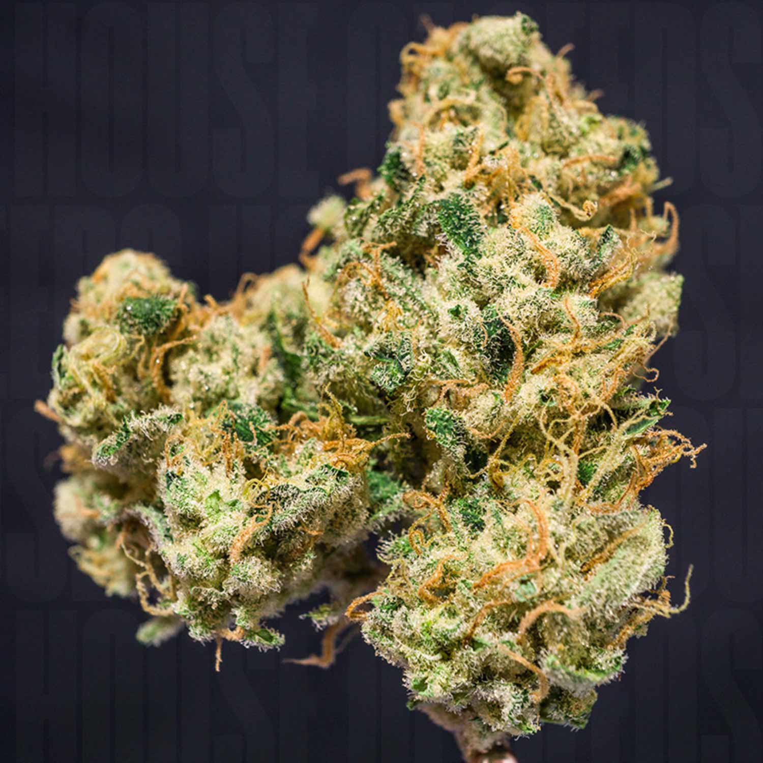 Karels Haze von Super Sativa Seed Club mit grünen Blättern, orangefarbenen Haaren und frostigen Trichomen