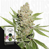 Auto Lemon Kix
