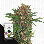 Nahaufnahme einer Master Kush Pflanze mit dichten trichomreichen Knospen, links Dutch Passion Verpackung vor dunklem Hintergrund