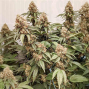 Nahaufnahme einer Master Kush Pflanze von Dutch Passion mit frostigen Knospen und gezackten Blättern