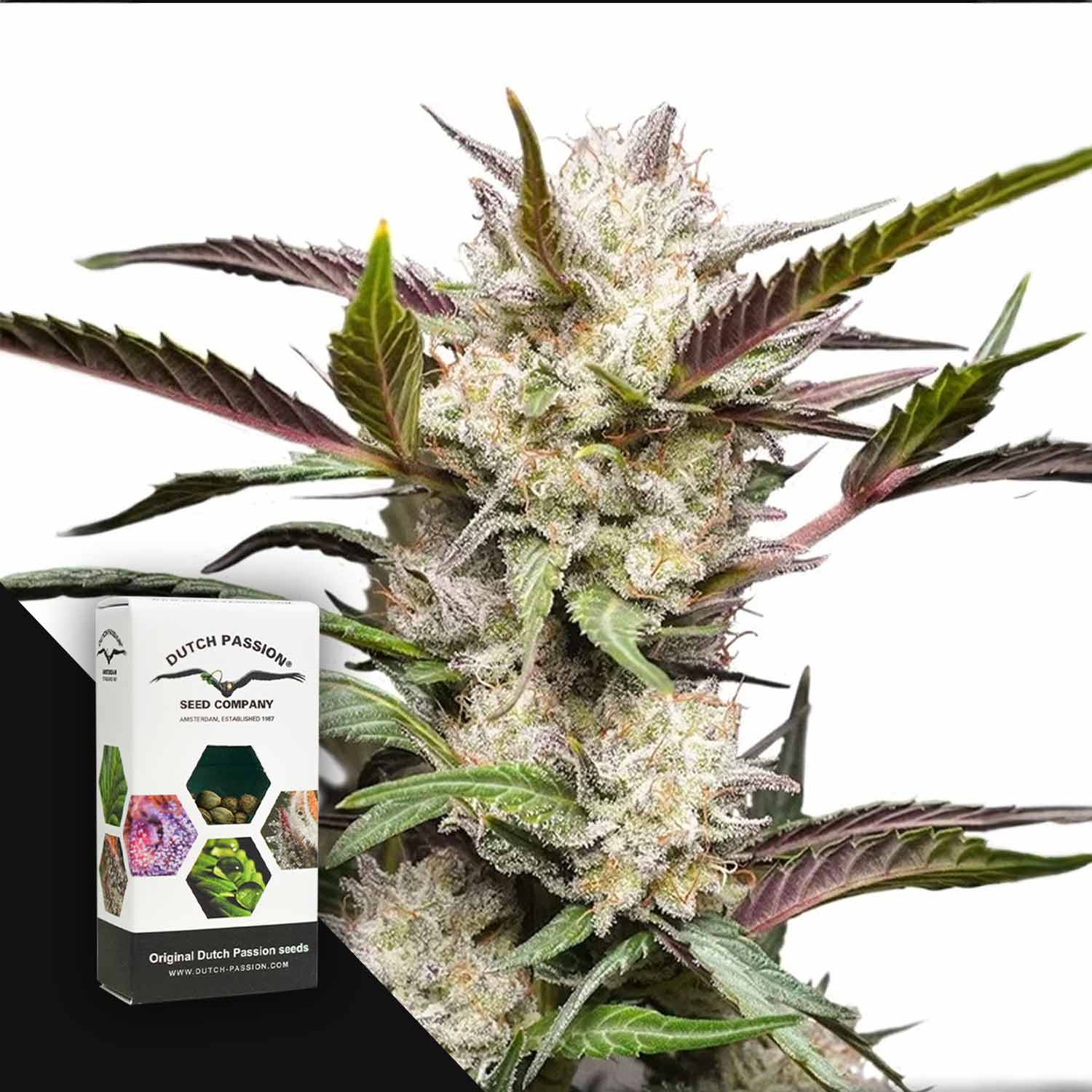 Nahaufnahme von frostigen Knospen der Auto Mimosa Punch neben einer Schachtel mit der Aufschrift Dutch Passion.