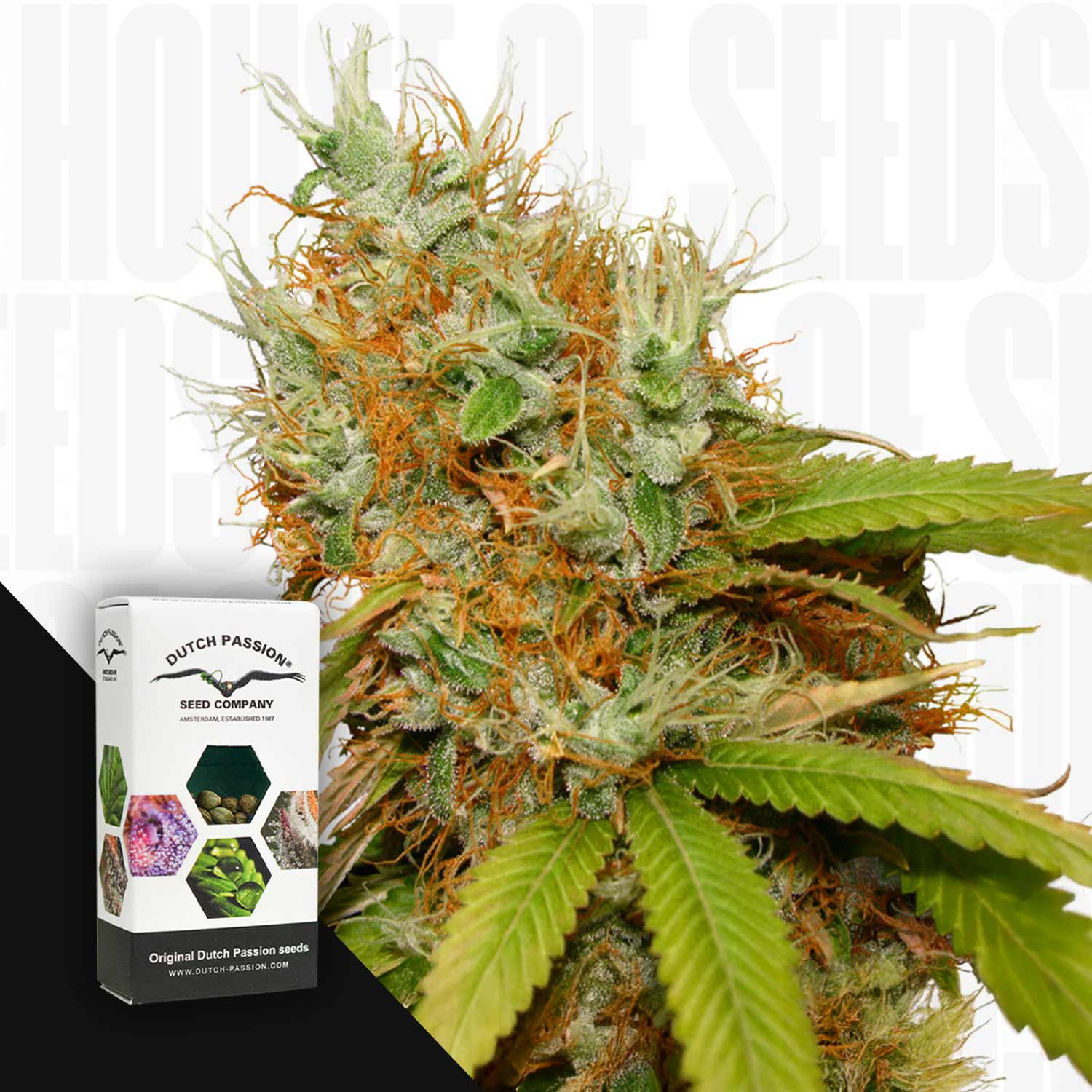 Cannabispflanze mit grünen Knospen, orangefarbenen Haaren und Kristallen, Ecke zeigt Dutch Passion Mazar Samenpackung