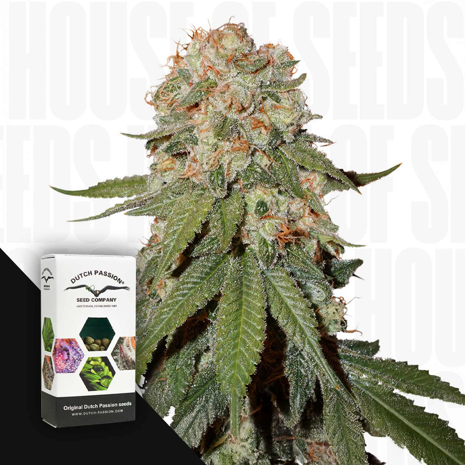 Nahaufnahme einer frostigen Cannabispflanze mit grünen Blättern, Ecke zeigt Dutch Passion Orange Bud Packung