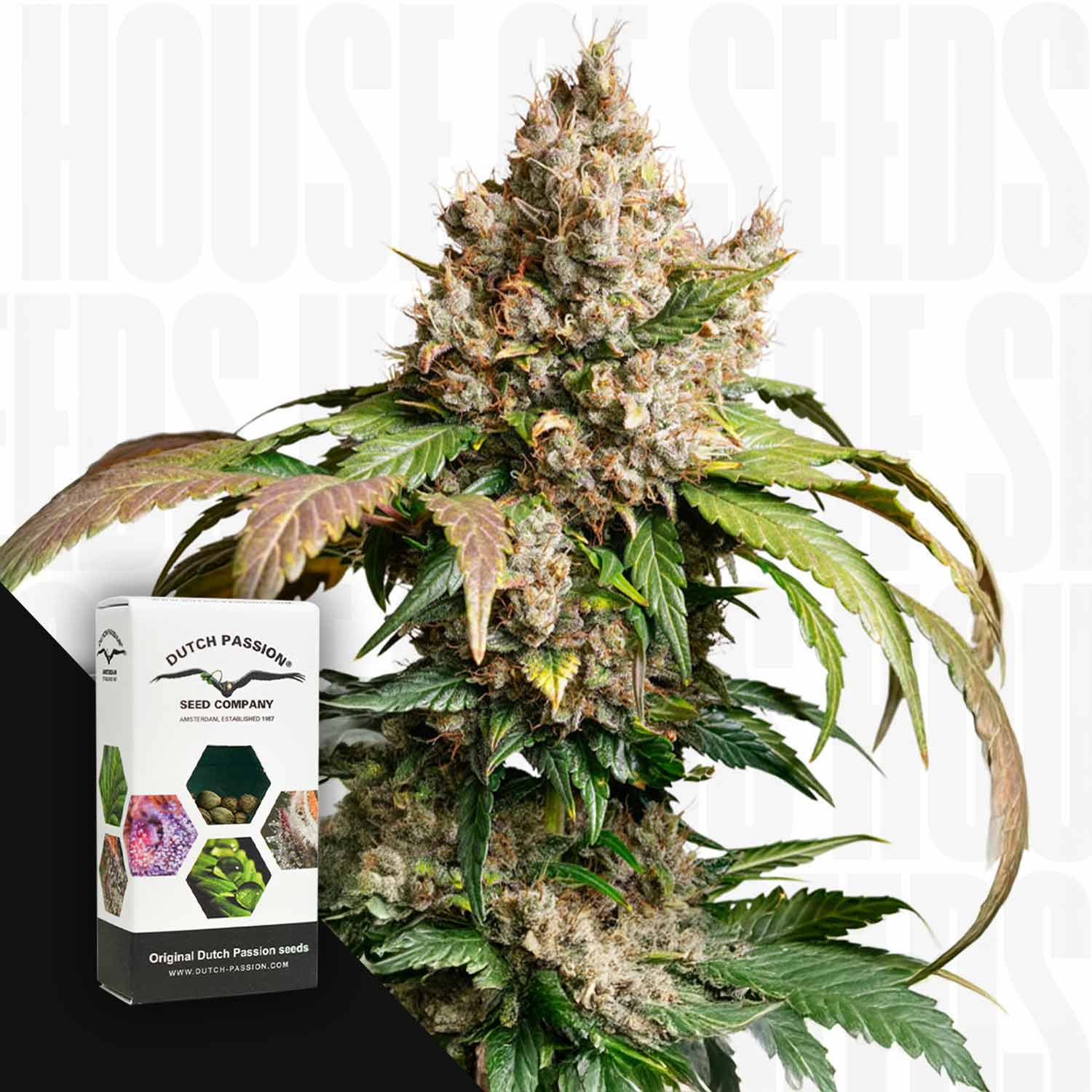 Nahaufnahme der Knospen von Auto Red Tropicana Cookies; in der Ecke ist die Samenschachtel von Dutch Passion zu sehen.