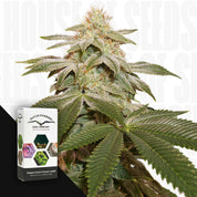 Sugar Bomb Punch Pflanze mit dichten Knospen, frostigen Trichomen und dunkelgrünen Blättern, daneben Dutch Passion Verpackung