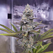 Sugar Bomb Punch Cannabis Pflanze von Dutch Passion mit frostigen Knospen, Trichomen und orangefarbenen Haaren