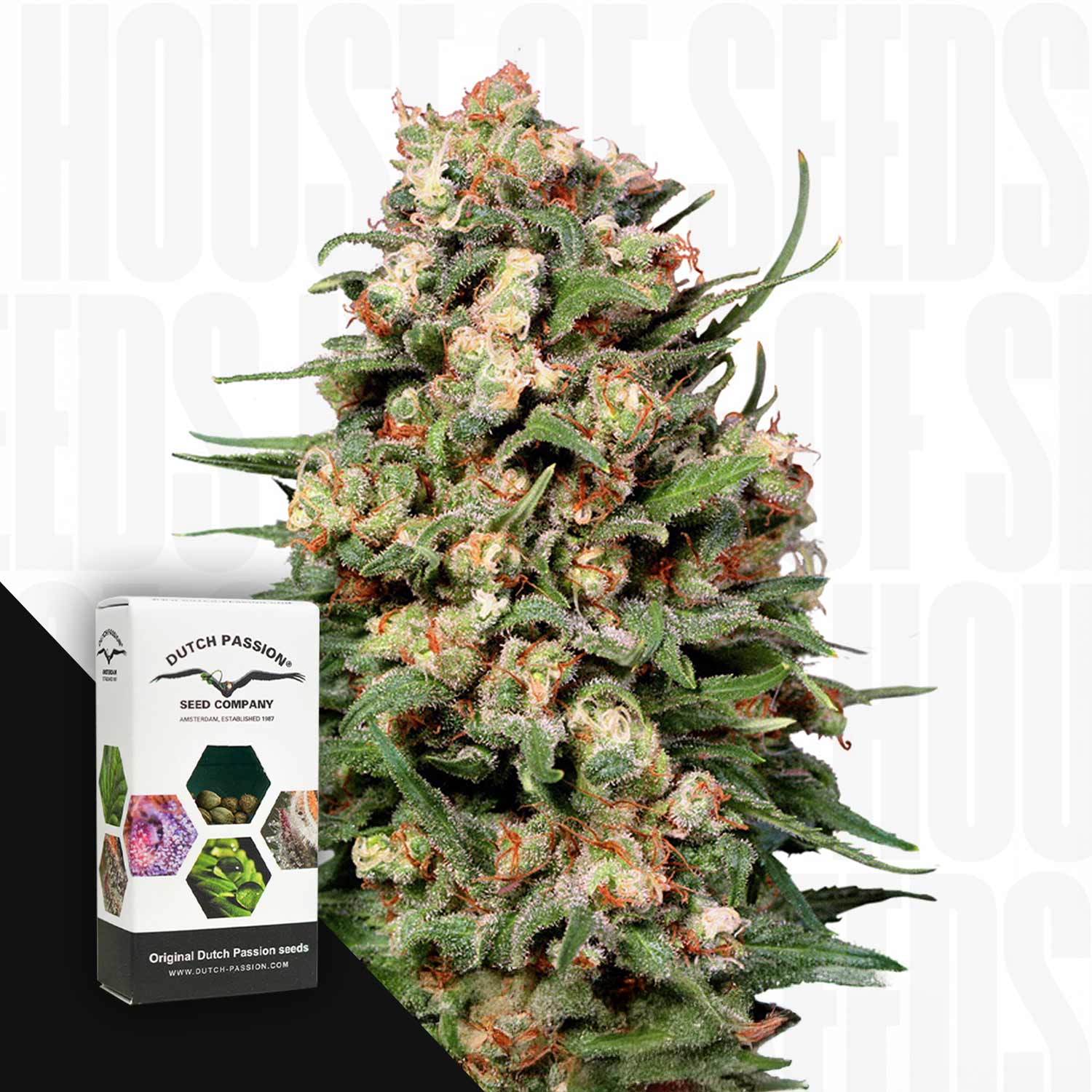 Nahaufnahme einer Skunk #1 Pflanze von Dutch Passion mit Knospen, Ecke Dutch Passion Packung auf weißem Hintergrund