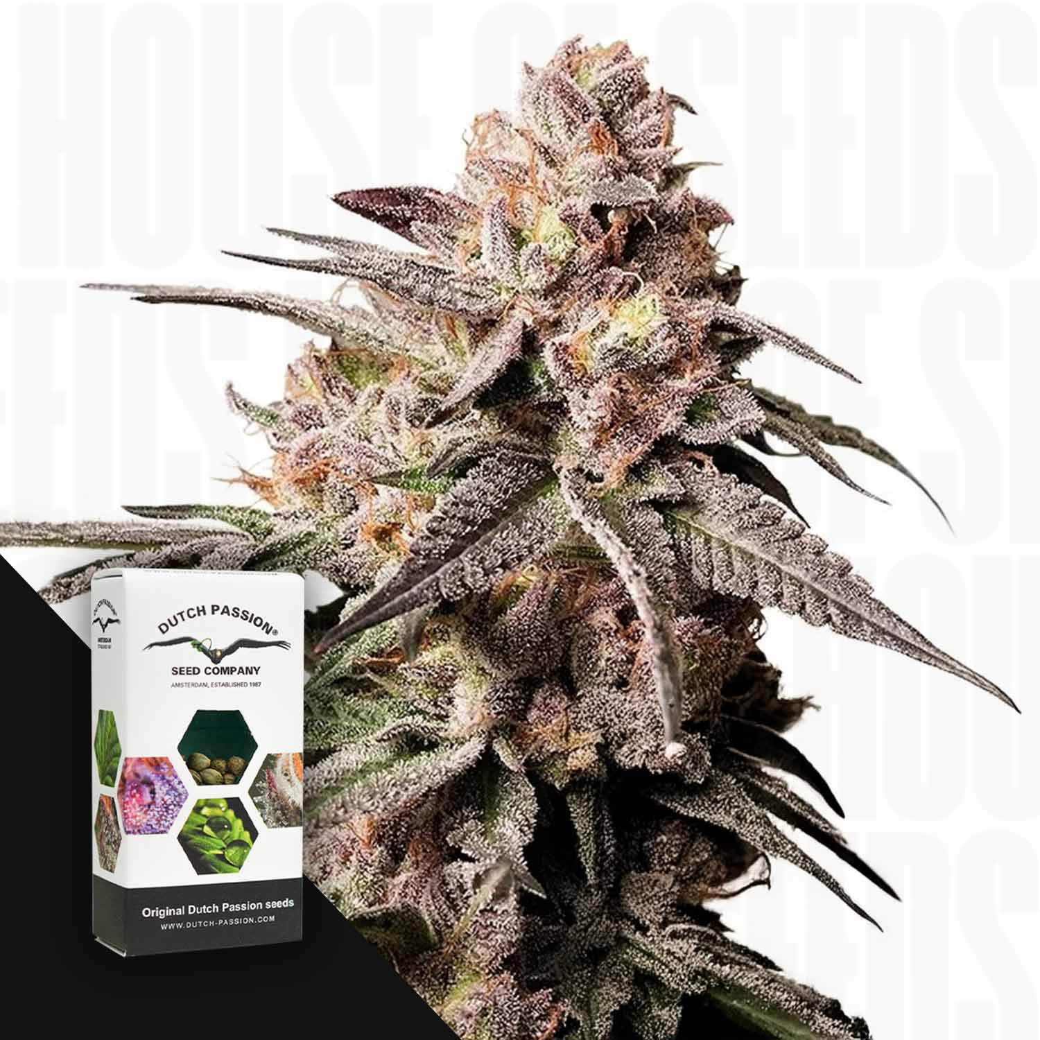 Eine Nahaufnahme einer frostigen Slush Mint Cake Cannabispflanze von Dutch Passion, mit weißem Hintergrund.