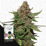 Strawberry Cough