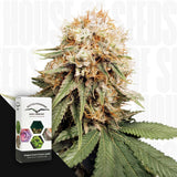 White Widow
