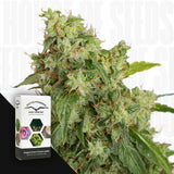 Auto Xtreme Haze