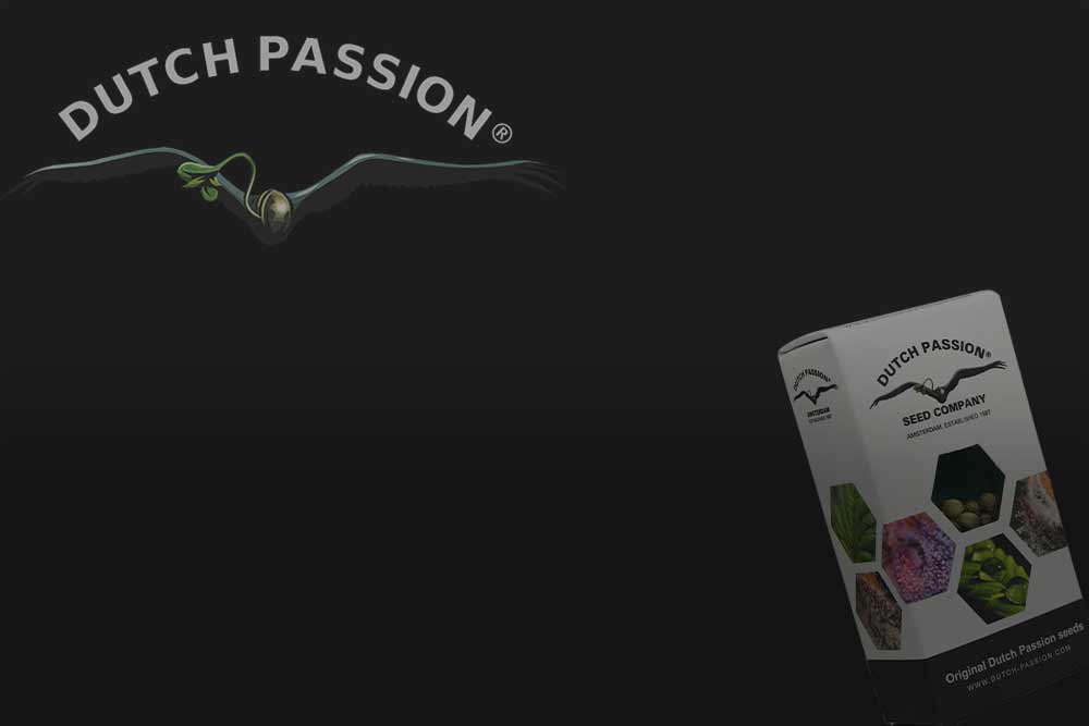 Dutch-passion-aktion_7e96bfc9-b2d5-4335-9f34-1d213051d5c4.jpg