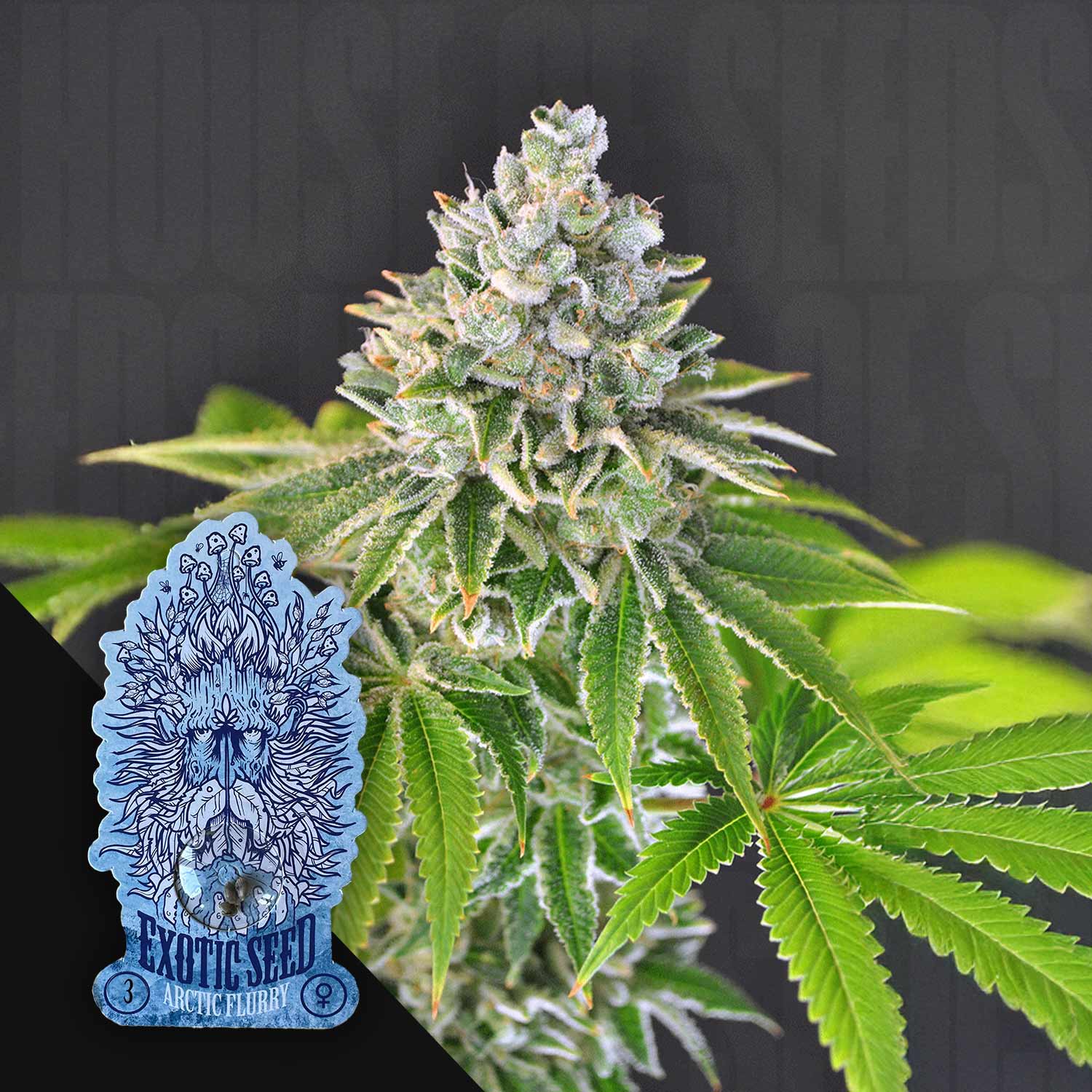 Cannabispflanze mit frostigen Knospen und grünen Blättern, blaues Exotic Seeds Arctic Flurry Etikett in der Ecke