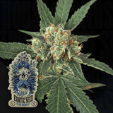 Blue Monkey