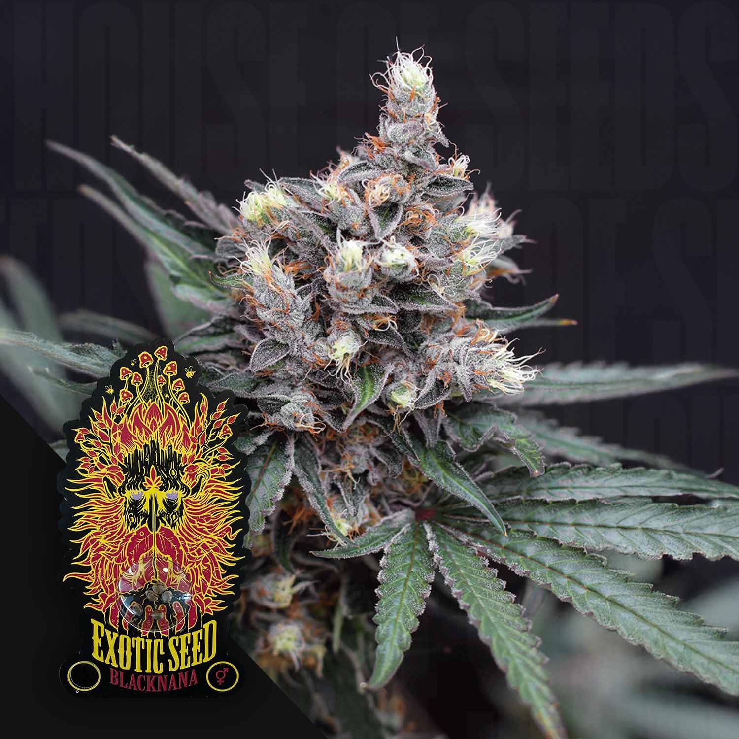 Nahaufnahme einer frostigen Blacknana Reg Cannabis Knospe von Exotic Seeds, mit grünen Blättern und dem Markenlogo.