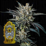 Jelly Bananen Auto