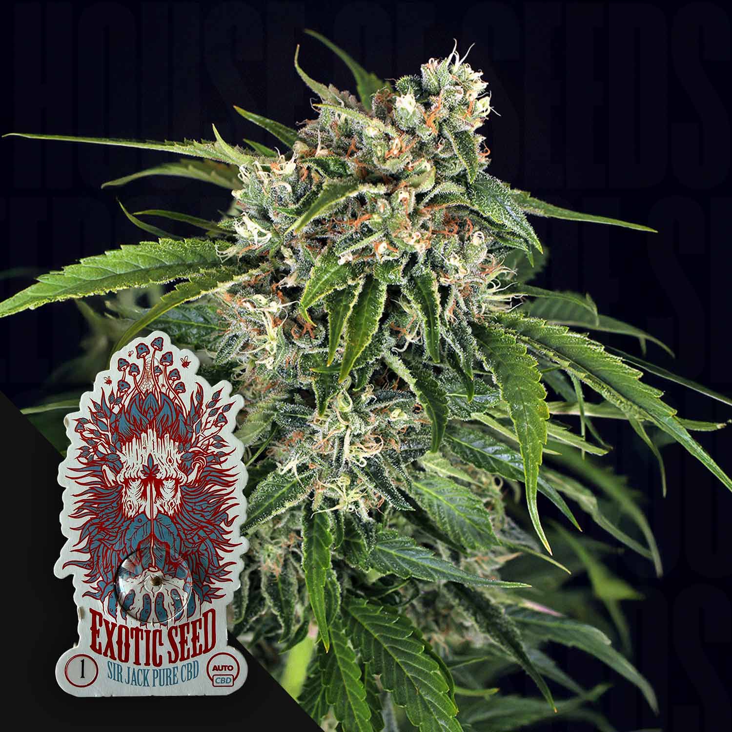ES-SJC-0