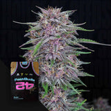 Banana Purple Punch Auto