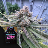 Cherry Cola Auto RF3