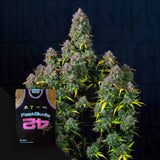 Cream Cookies Auto