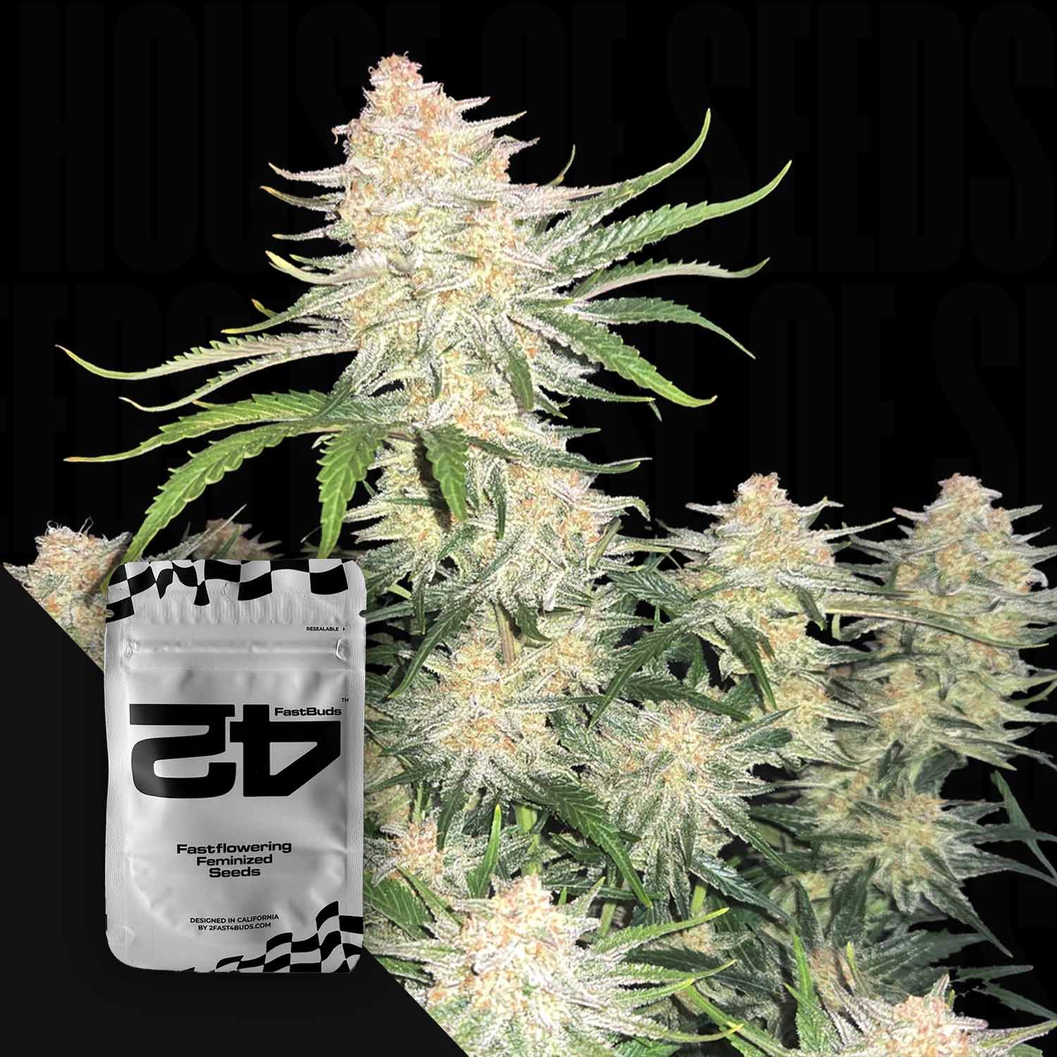 Eine frostige Cannabispflanze steht neben einer weißen Packung mit der Aufschrift 420 Fast Buds Fastberry Auto".