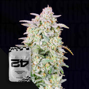 Eine frostige Forbidden Runtz Auto Knospe sitzt neben einer 420 Fast Buds Samenpackung.