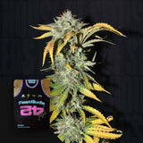 Grapefruit Auto