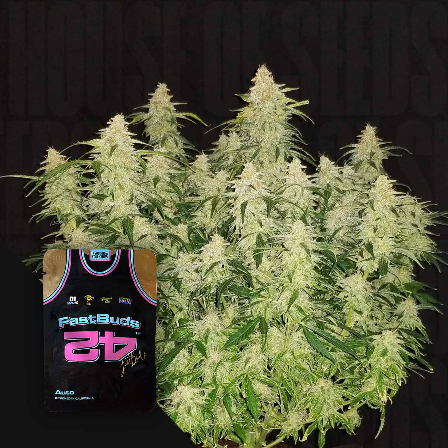 Gorilla Auto von 420 Fast Buds: große Pflanze mit dichten Knospen; Samenpackung mit Trikotmotiv vorne links.
