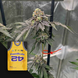 GG4 Sherbet FF