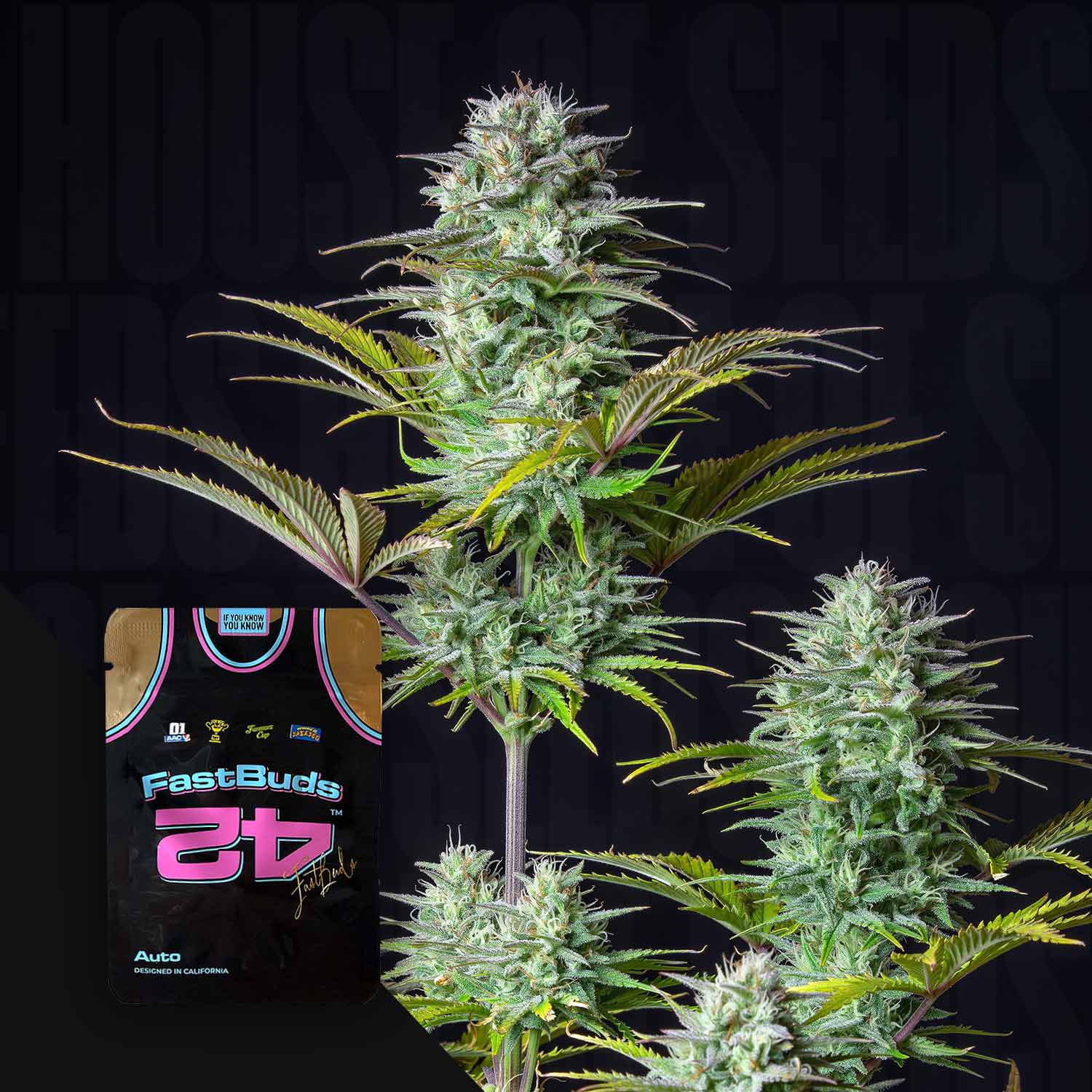 Eine Cannabispflanze mit dichten Knospen neben einem 420 Fast Buds Kosher Cake Auto Samenpaket vor einem dunklen Hintergrund.