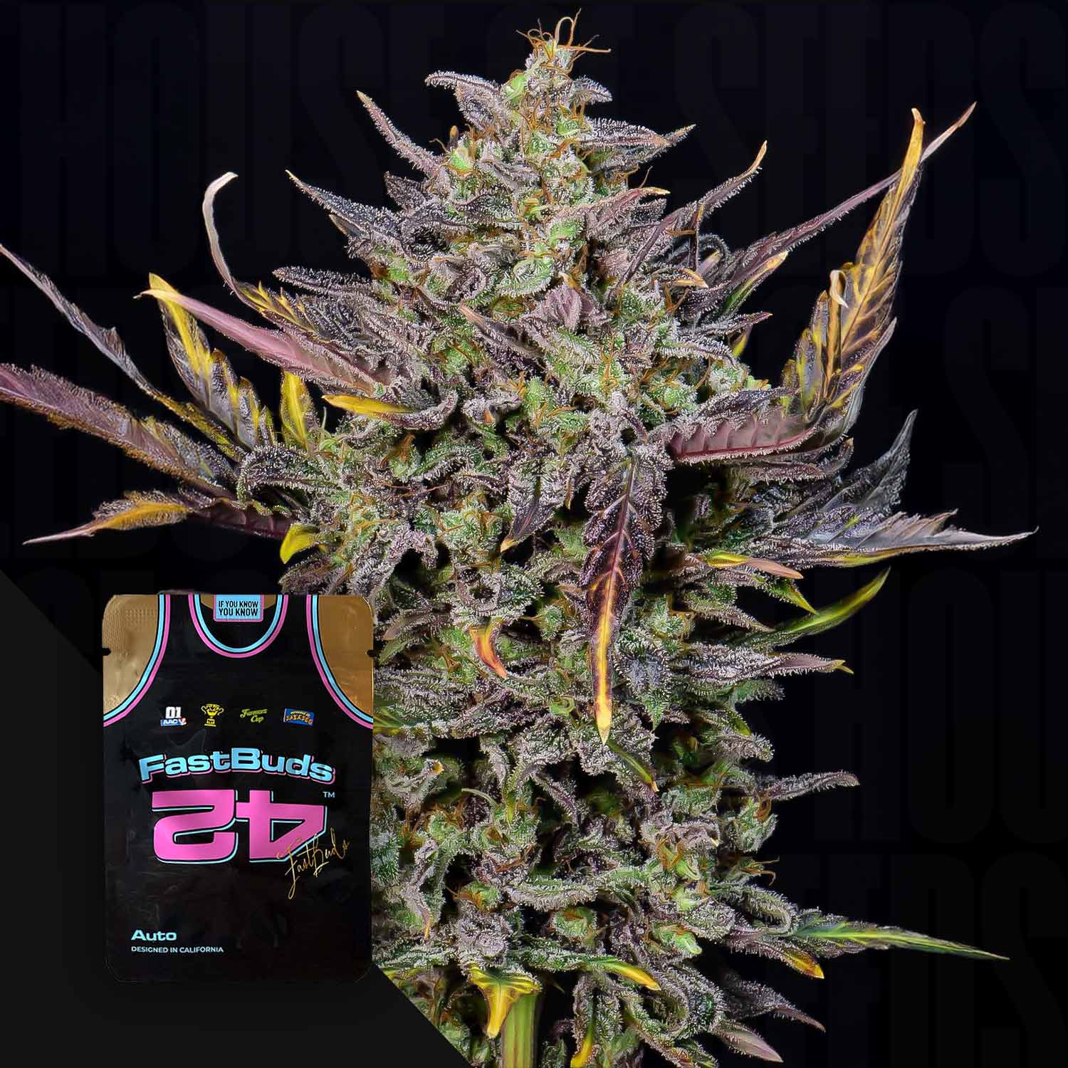 Nahaufnahme eines Werks von Mexican Airlines Auto neben einem Basketballtrikot der 420 Fast Buds.