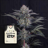 Mendo Frost Auto