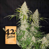 Original Auto Jack Herer