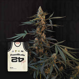 Original Northern Lights Auto