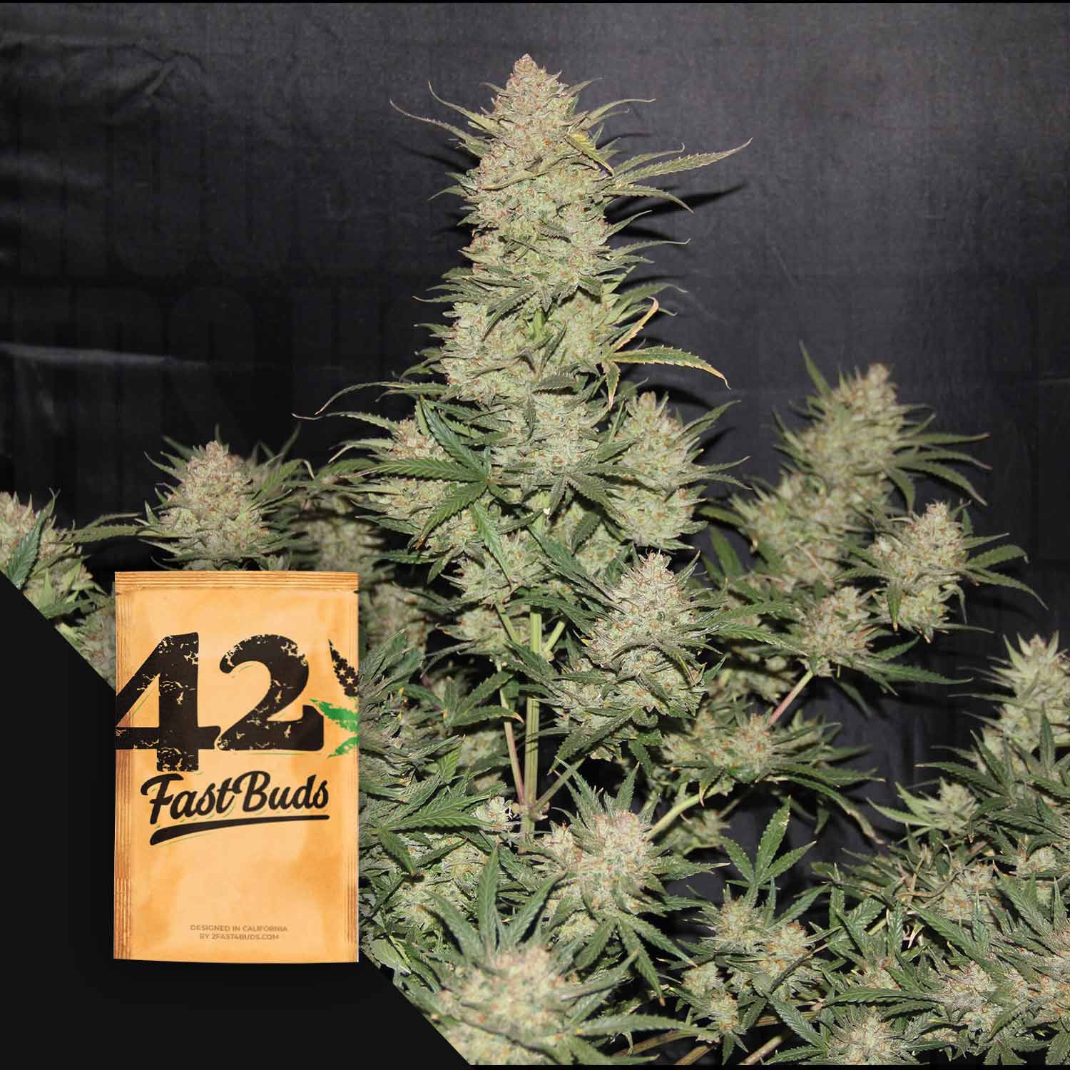Original Auto OG Kush von 420 Fast Buds, hohe Pflanze mit dichten Knospen neben einem braunen Samenpäckchen auf dunklem Hintergrund.