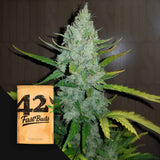 Original Auto Sour Diesel