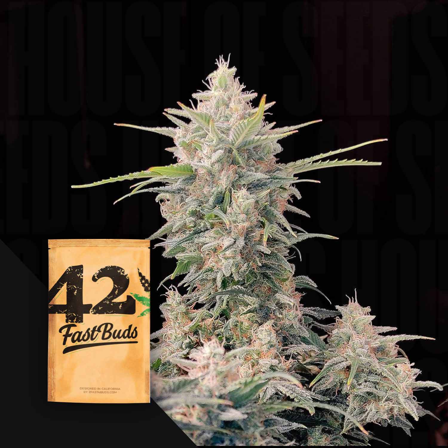 Eine Nahaufnahme einer frostigen Cannabispflanze neben einer braunen Samenpackung mit der Aufschrift Original Auto Skunk von 420 Fast Buds.