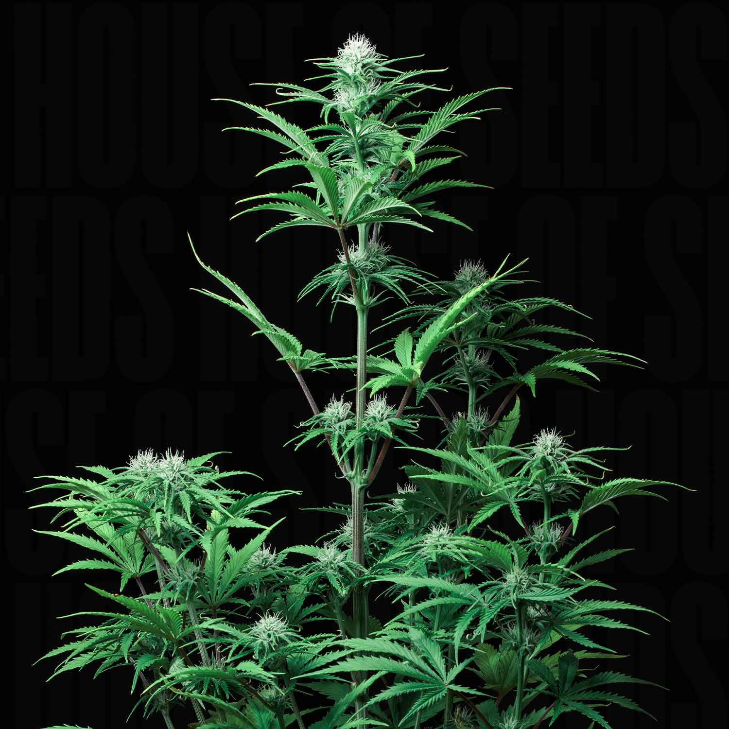 Strawberry Banana Auto von 420 Fast Buds – gesunde Cannabispflanze mit weißen, flauschigen Knospen vor dunklem Hintergrund