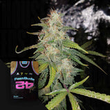 Stardawg Auto